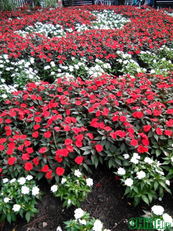 iOcean X7Elite review - foto