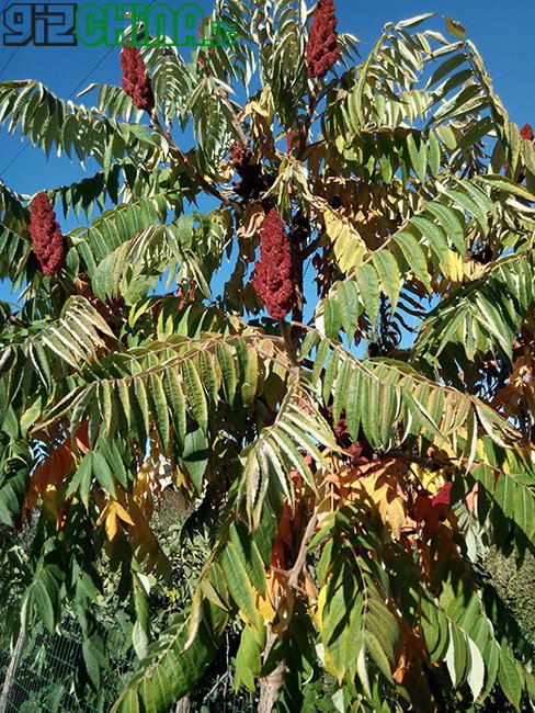 ZOPO ZP990 C7 CAPTAIN S: Recensione completa - GizChina.it