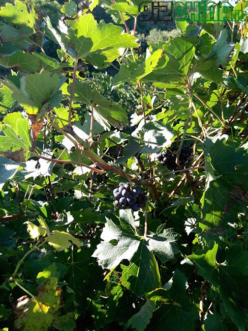 ZOPO ZP990 C7 CAPTAIN S: Recensione completa - GizChina.it