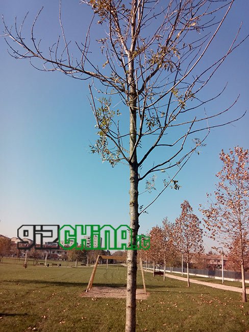 Recensione dell'iNew i6000 2GB RAM - 32GB, phablet da 6.5 pollici FULLHD