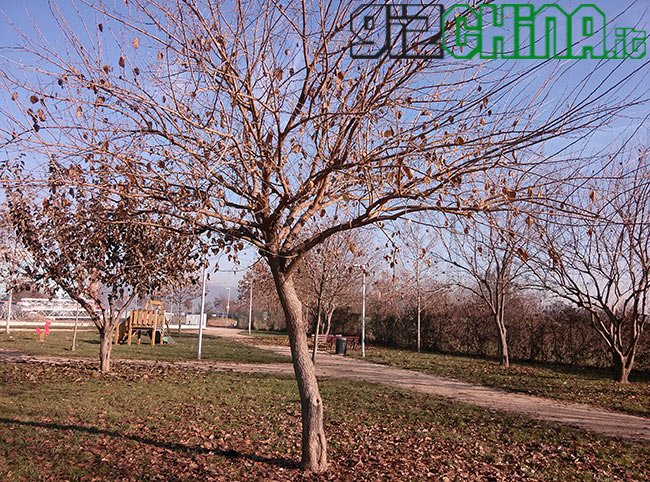 JiaYu S1 recensione GizChina.it